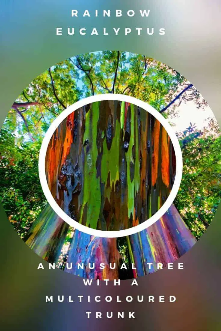The Rainbow Eucalyptus An Unusual Tree With a Multicoloured Trunk
